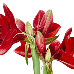 amaryllis3