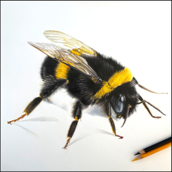 hummel1