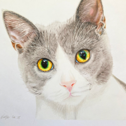 katze-farbige-augen
