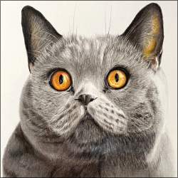 cat-orange-eye