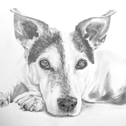 hund-bleistift