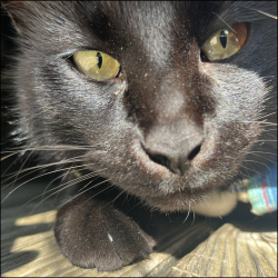 kamikatze