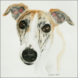 whippet2