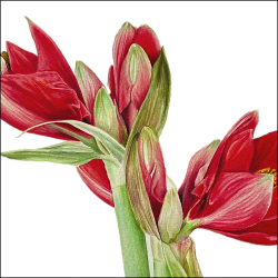 amaryllis2