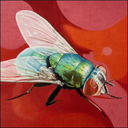 fliege1