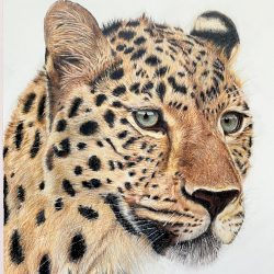 leo1
